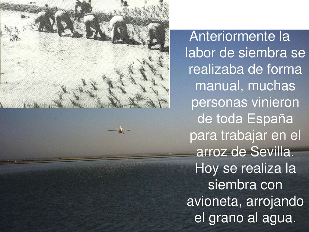 Anteriormente la labor de siembra se realizaba de forma manual, muchas personas vinieron de toda España para trabajar en el arroz de Sevilla.