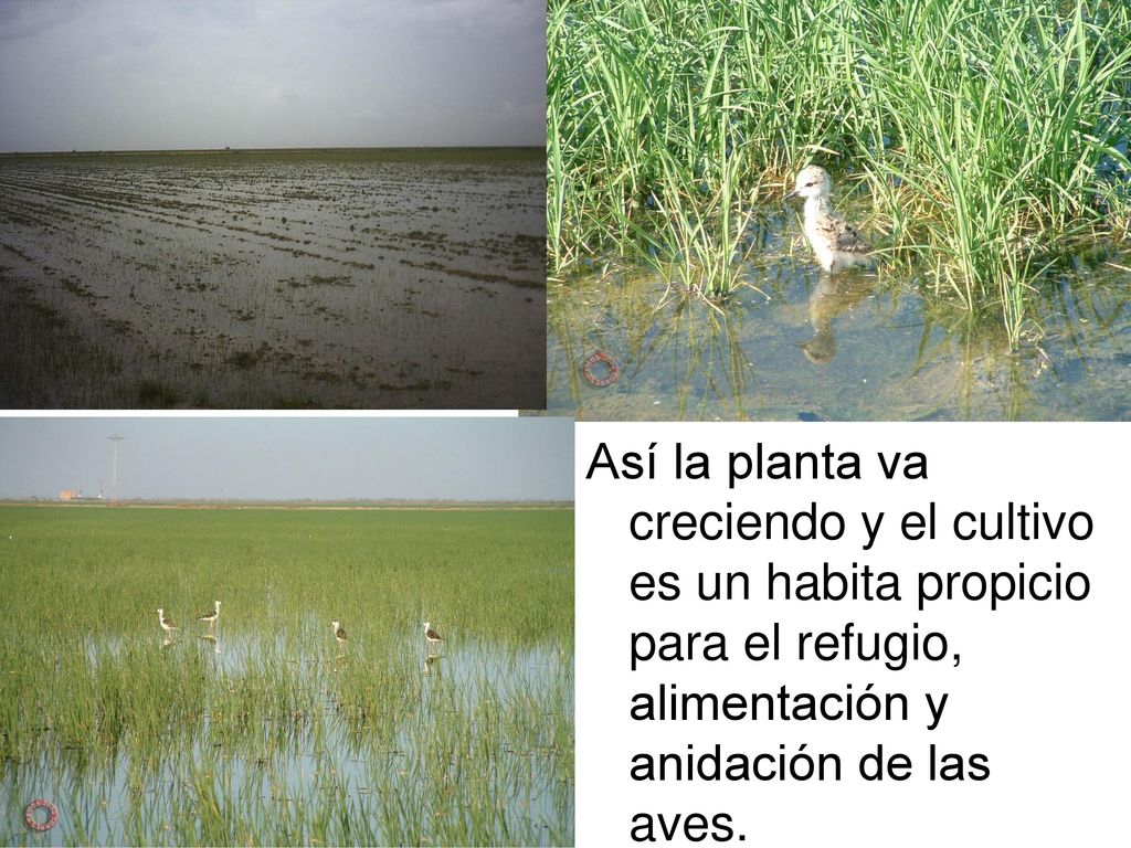 Así la planta va creciendo y el cultivo es un habita propicio para el refugio, alimentación y anidación de las aves.