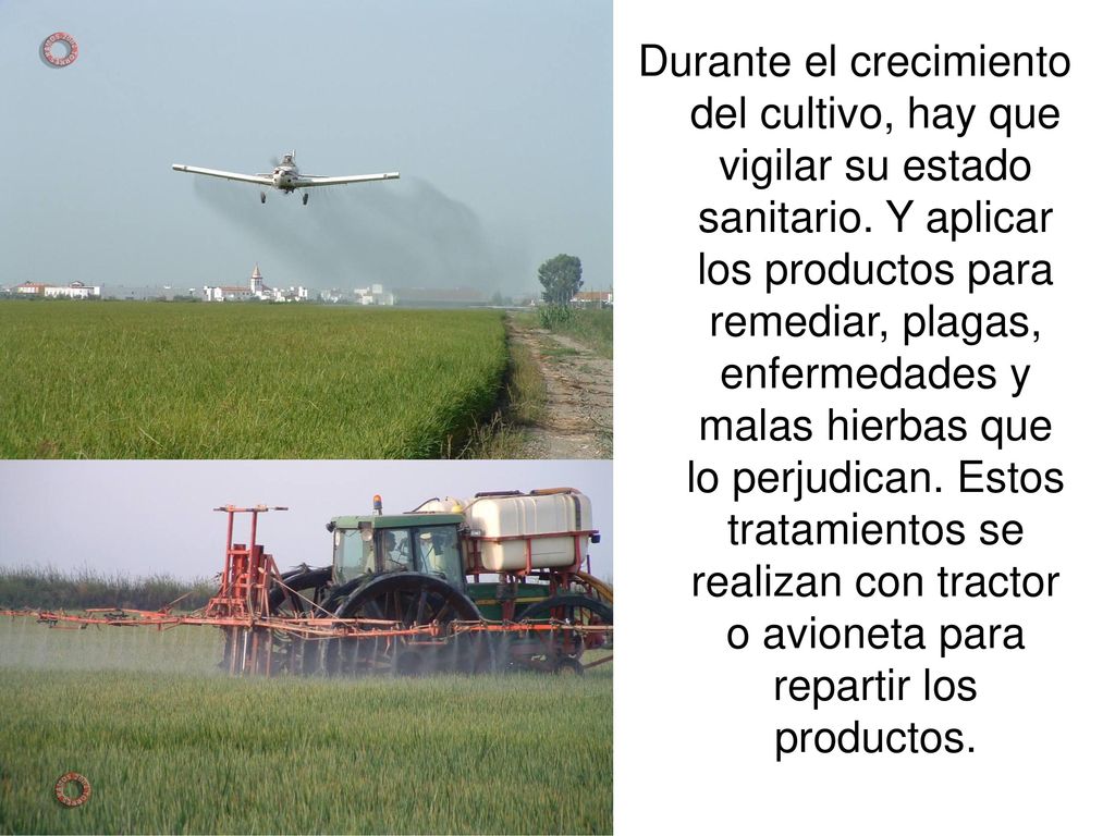 Durante el crecimiento del cultivo, hay que vigilar su estado sanitario.