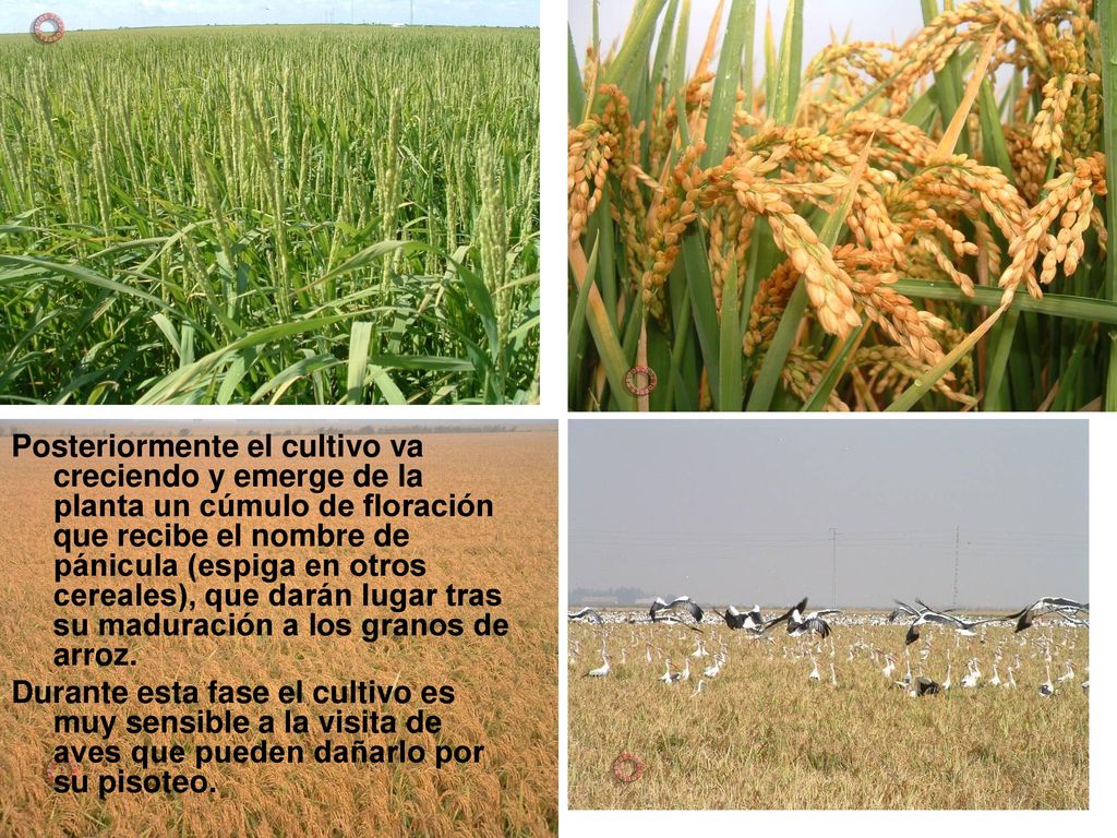 Posteriormente el cultivo va creciendo y emerge de la planta un cúmulo de floración que recibe el nombre de pánicula (espiga en otros cereales), que darán lugar tras su maduración a los granos de arroz.
