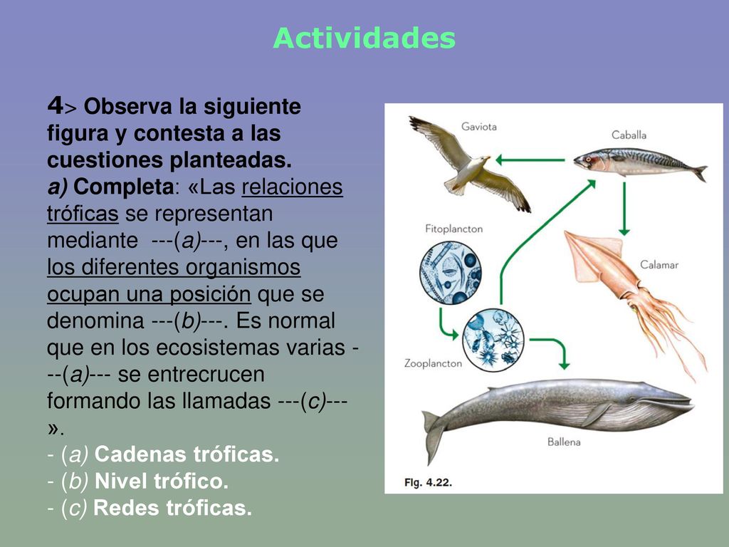 Actividades 4> Observa la siguiente figura y contesta a las cuestiones planteadas.