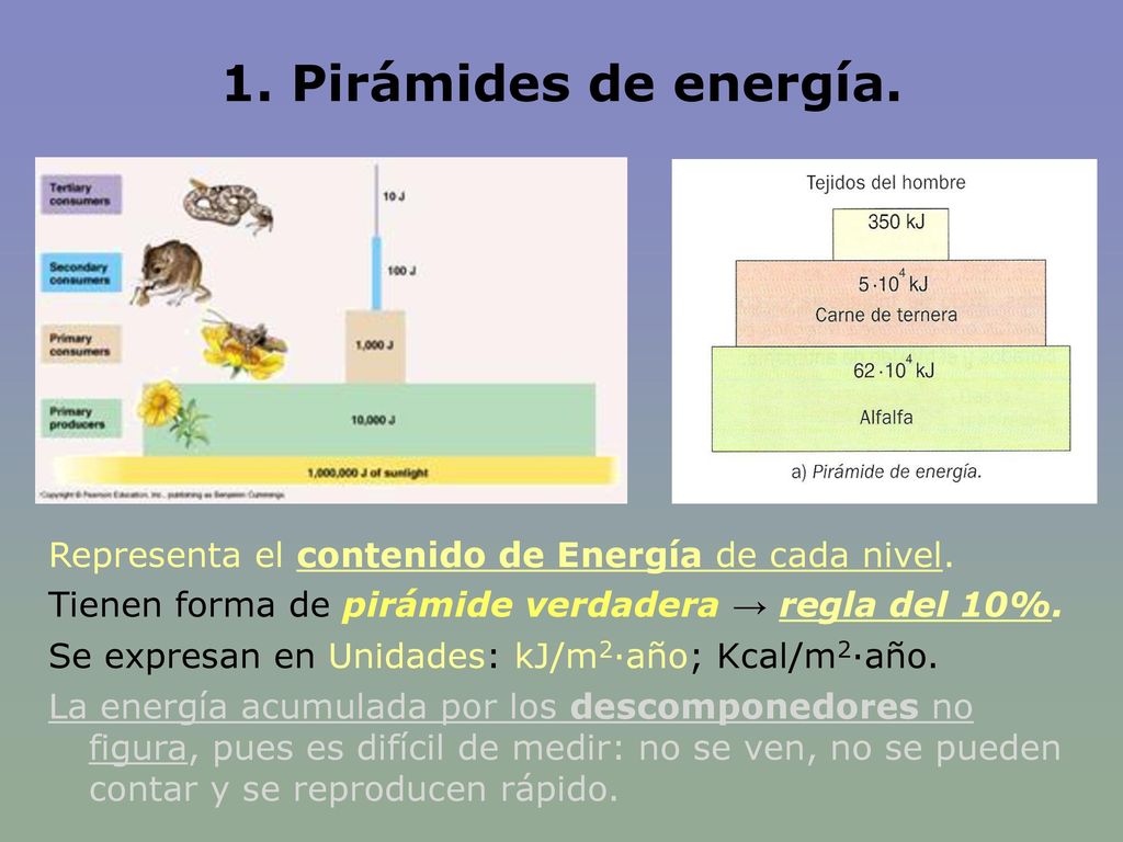1. Pirámides de energía. Representa el contenido de Energía de cada nivel. Tienen forma de pirámide verdadera → regla del 10%.