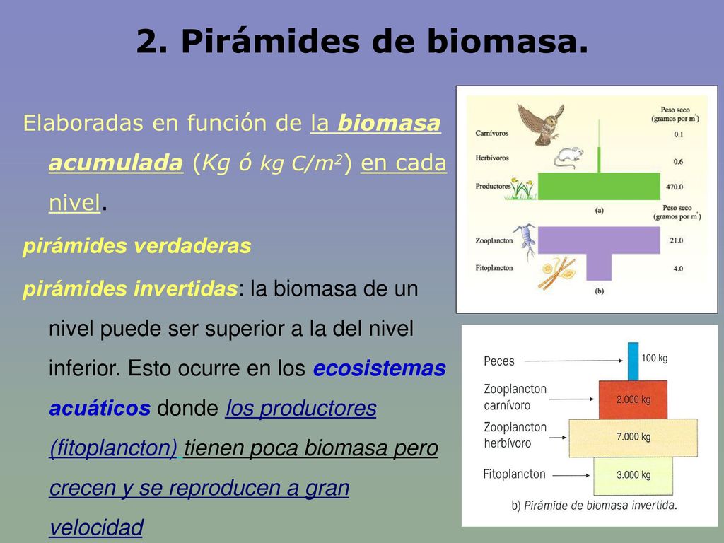 2. Pirámides de biomasa. Elaboradas en función de la biomasa acumulada (Kg ó kg C/m2) en cada nivel.