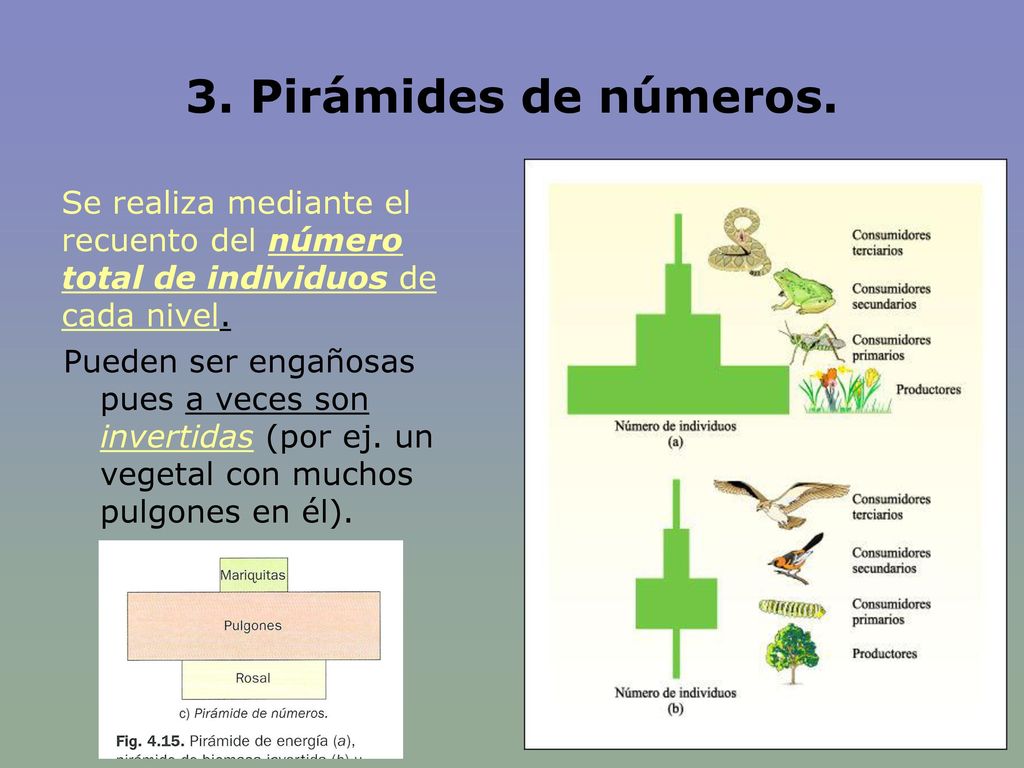 3. Pirámides de números. Se realiza mediante el recuento del número total de individuos de cada nivel.