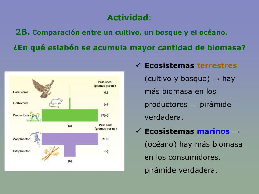 2B. Comparación entre un cultivo, un bosque y el océano.