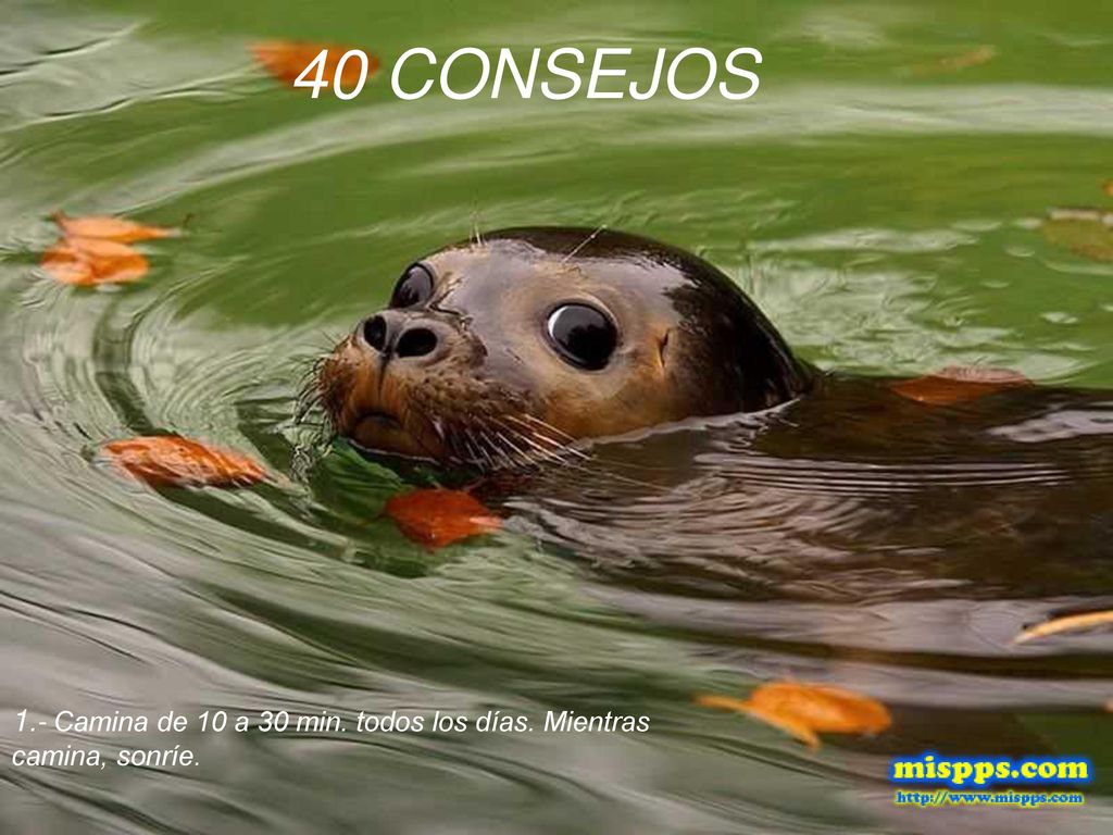 40 CONSEJOS 1.- Camina de 10 a 30 min. todos los días. Mientras camina, sonríe.
