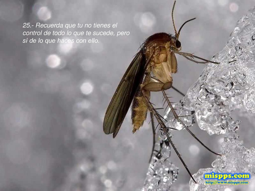 25.- Recuerda que tu no tienes el control de todo lo que te sucede, pero sí de lo que haces con ello.