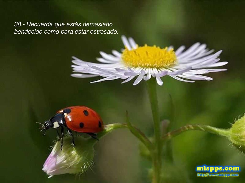 38.- Recuerda que estás demasiado bendecido como para estar estresado.