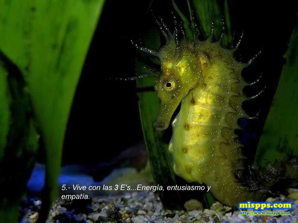 5.- Vive con las 3 E s...Energía, entusiasmo y empatía.