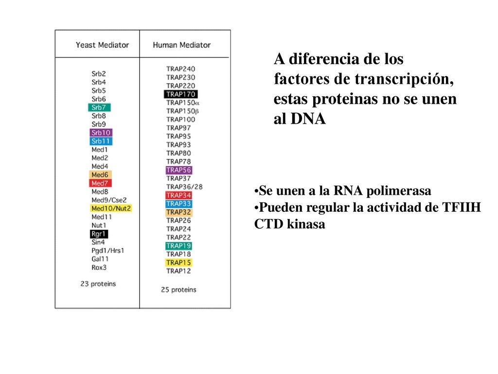 A diferencia de los factores de transcripción, estas proteinas no se unen al DNA