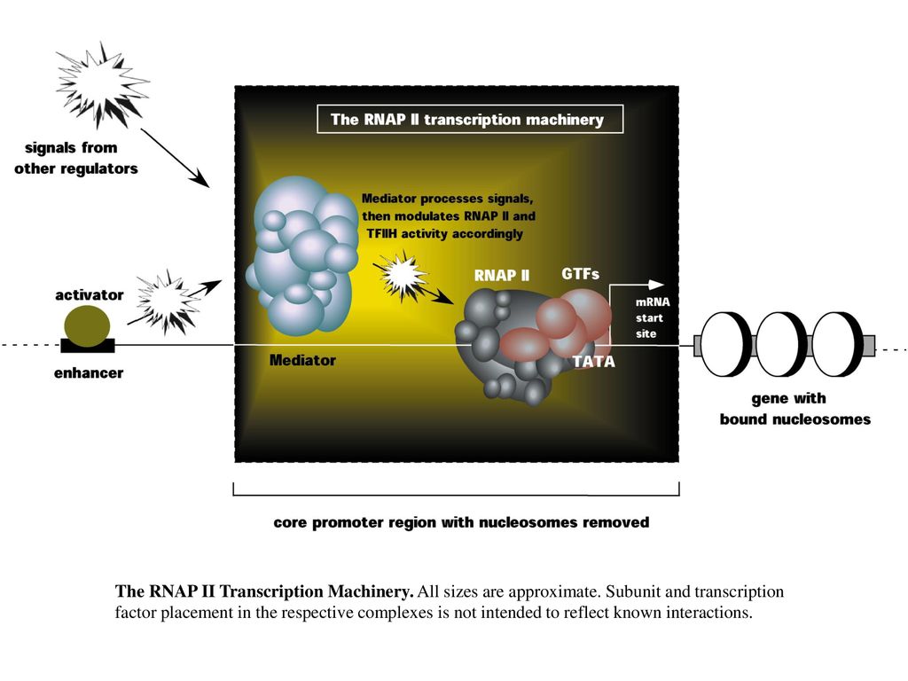The RNAP II Transcription Machinery. All sizes are approximate