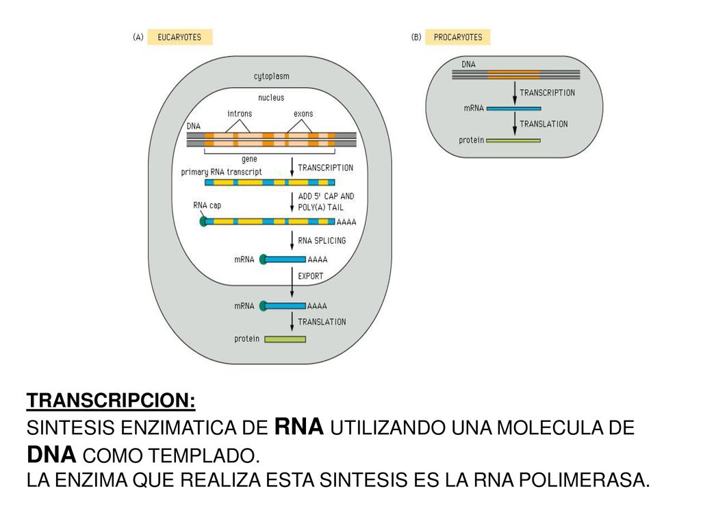 TRANSCRIPCION: SINTESIS ENZIMATICA DE RNA UTILIZANDO UNA MOLECULA DE DNA COMO TEMPLADO.