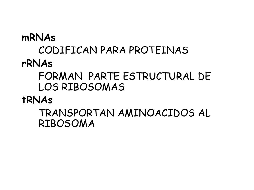 mRNAs CODIFICAN PARA PROTEINAS. rRNAs. FORMAN PARTE ESTRUCTURAL DE LOS RIBOSOMAS.