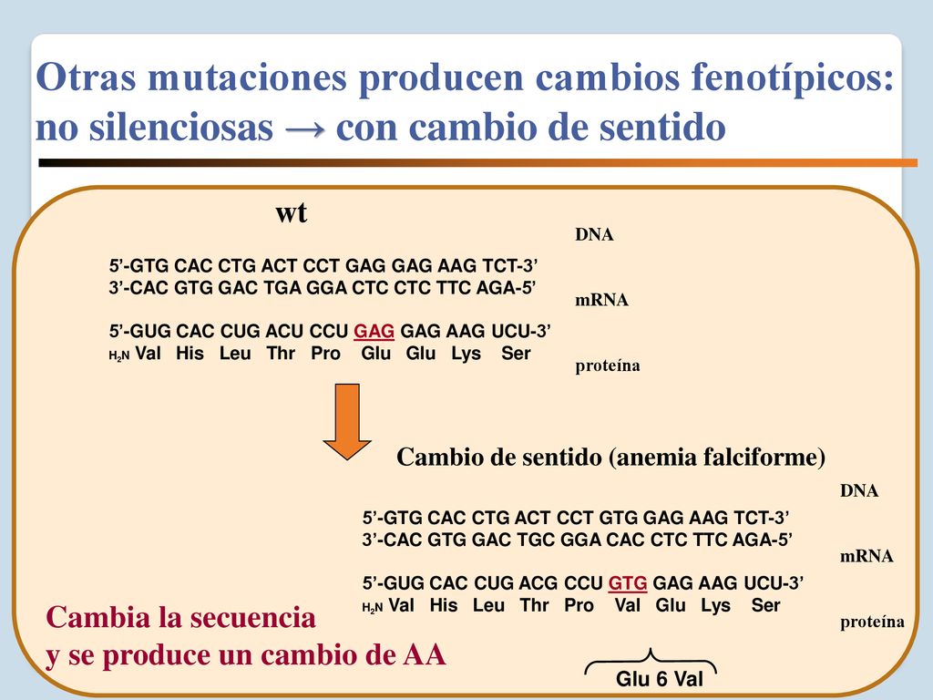 Otras mutaciones producen cambios fenotípicos: no silenciosas → con cambio de sentido