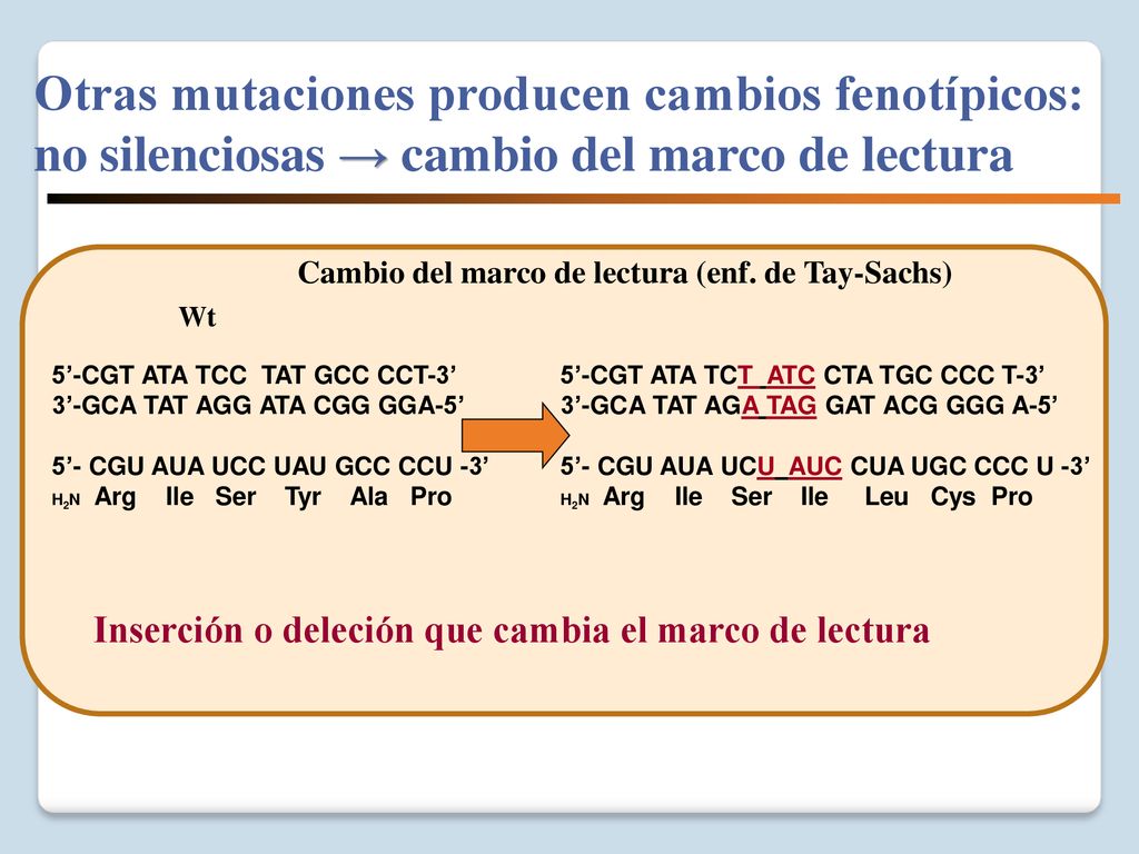 Otras mutaciones producen cambios fenotípicos: no silenciosas → cambio del marco de lectura