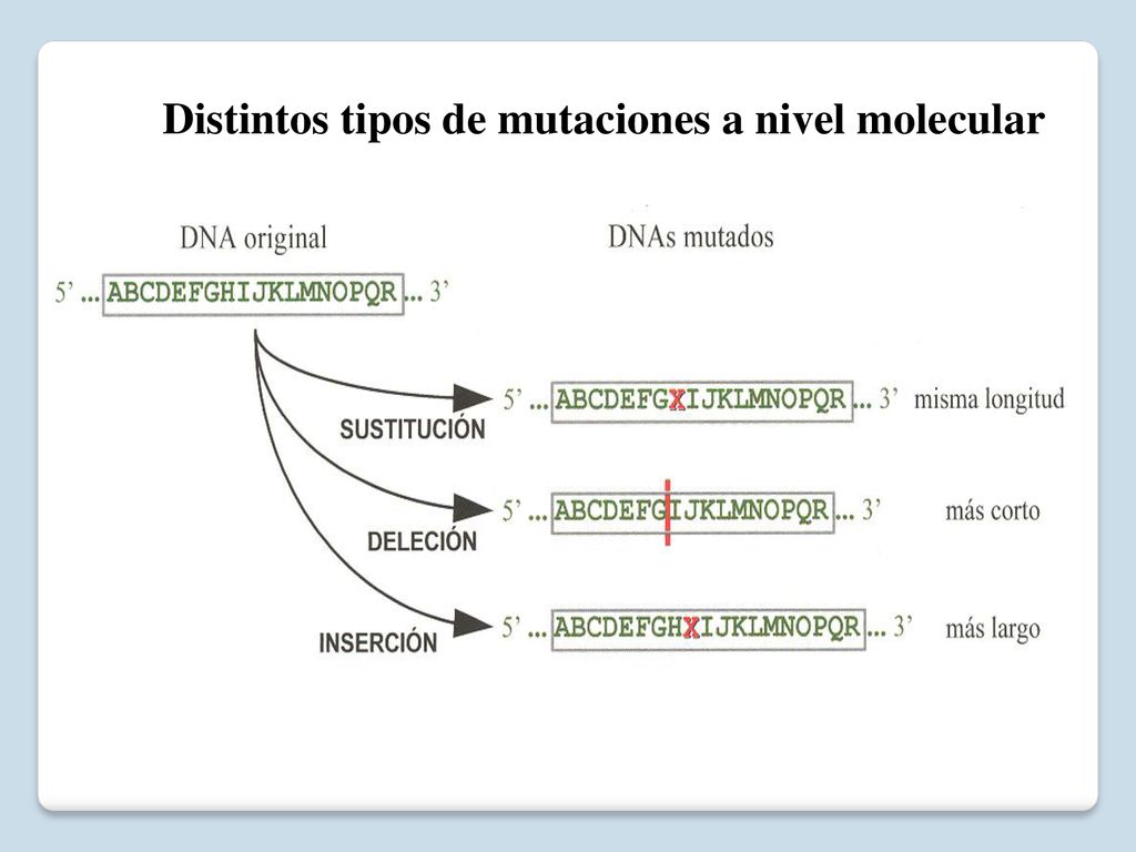 Distintos tipos de mutaciones a nivel molecular