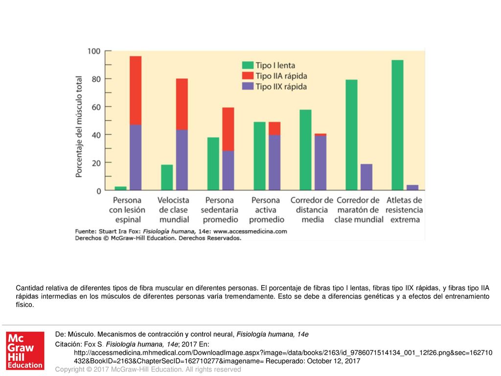 Cantidad relativa de diferentes tipos de fibra muscular en diferentes personas. El porcentaje de fibras tipo I lentas, fibras tipo IIX rápidas, y fibras tipo IIA rápidas intermedias en los músculos de diferentes personas varía tremendamente. Esto se debe a diferencias genéticas y a efectos del entrenamiento físico.