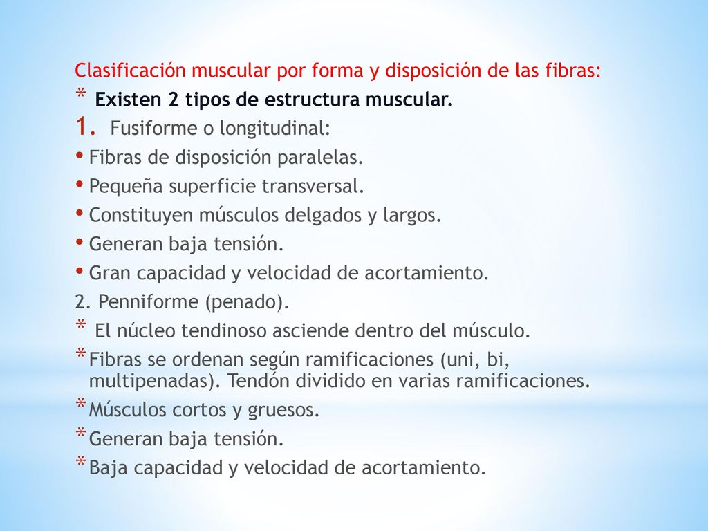 Clasificación muscular por forma y disposición de las fibras: