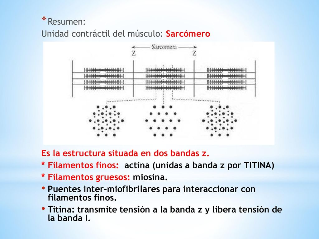 Resumen: Unidad contráctil del músculo: Sarcómero. Es la estructura situada en dos bandas z.