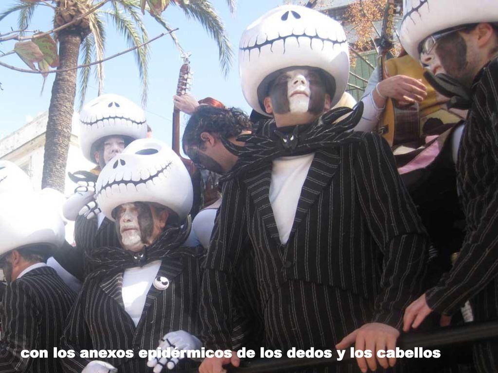con los anexos epidérmicos de los dedos y los cabellos