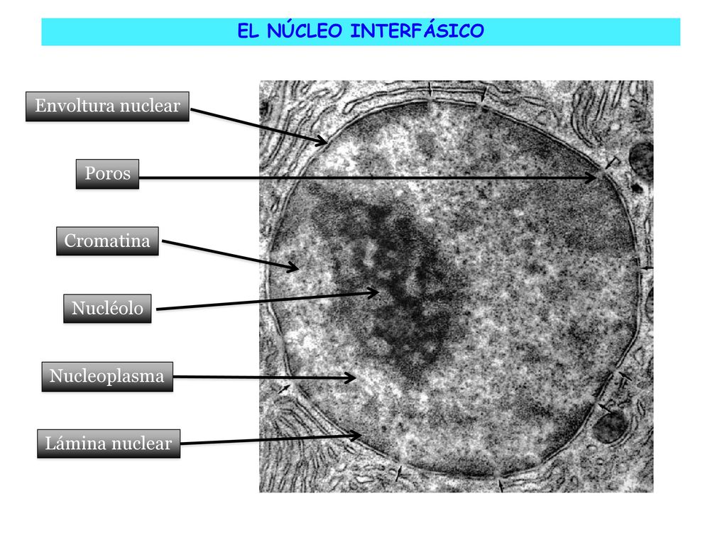 EL NÚCLEO INTERFÁSICO Envoltura nuclear Poros Cromatina Nucléolo Nucleoplasma Lámina nuclear