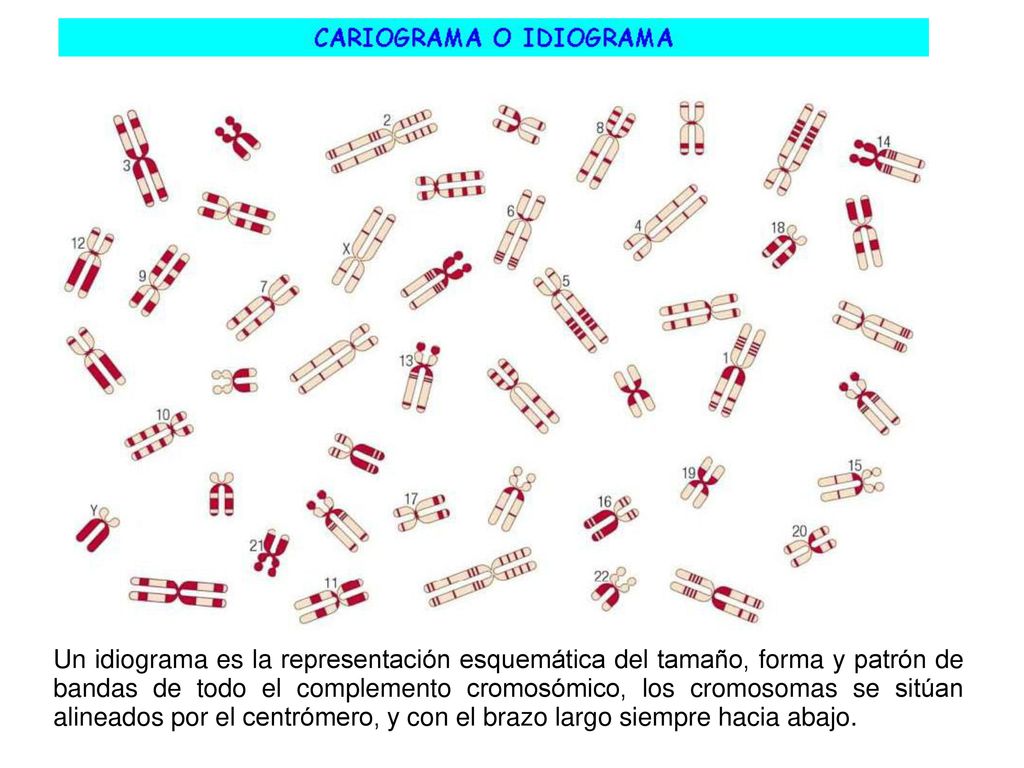 Un idiograma es la representación esquemática del tamaño, forma y patrón de bandas de todo el complemento cromosómico, los cromosomas se sitúan alineados por el centrómero, y con el brazo largo siempre hacia abajo.