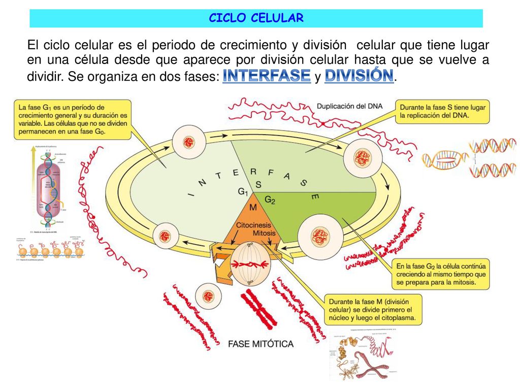 El ciclo celular es el periodo de crecimiento y división celular que tiene lugar en una célula desde que aparece por división celular hasta que se vuelve a dividir. Se organiza en dos fases: INTERFASE y DIVISIÓN.