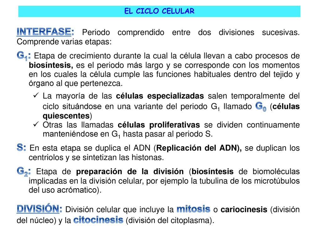 EL CICLO CELULAR INTERFASE: Periodo comprendido entre dos divisiones sucesivas. Comprende varias etapas: