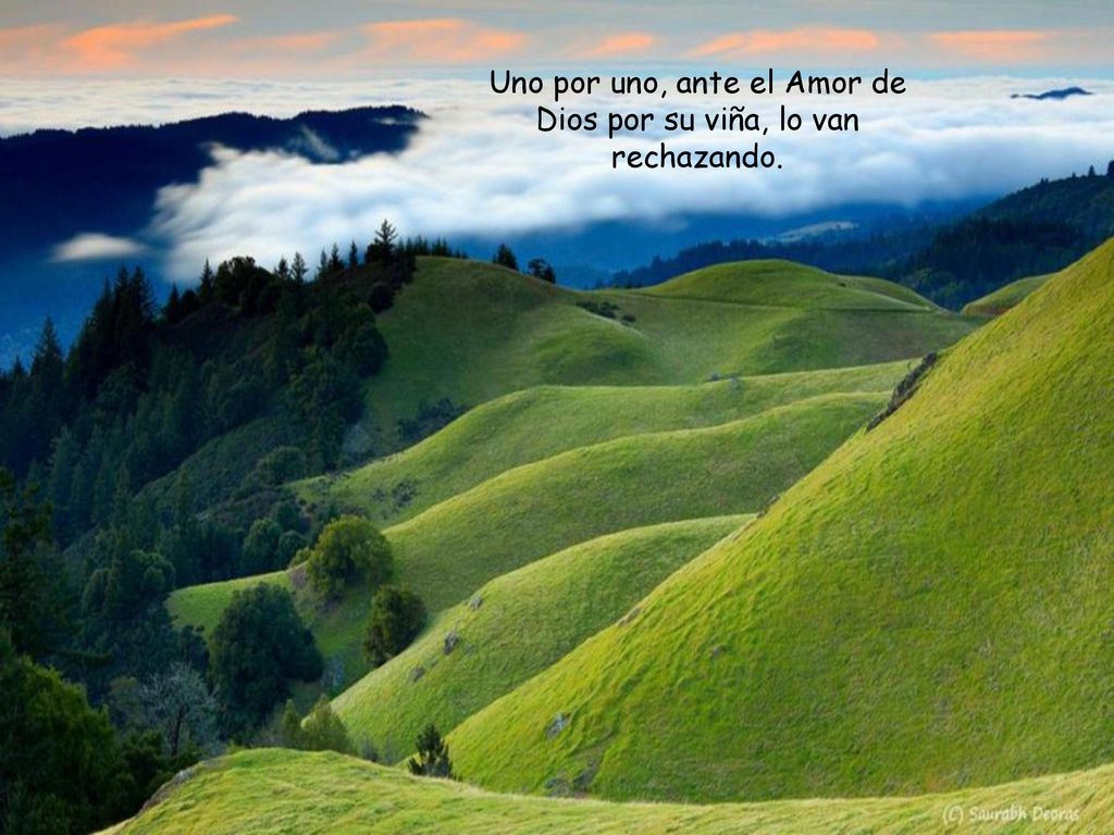 Uno por uno, ante el Amor de Dios por su viña, lo van rechazando.