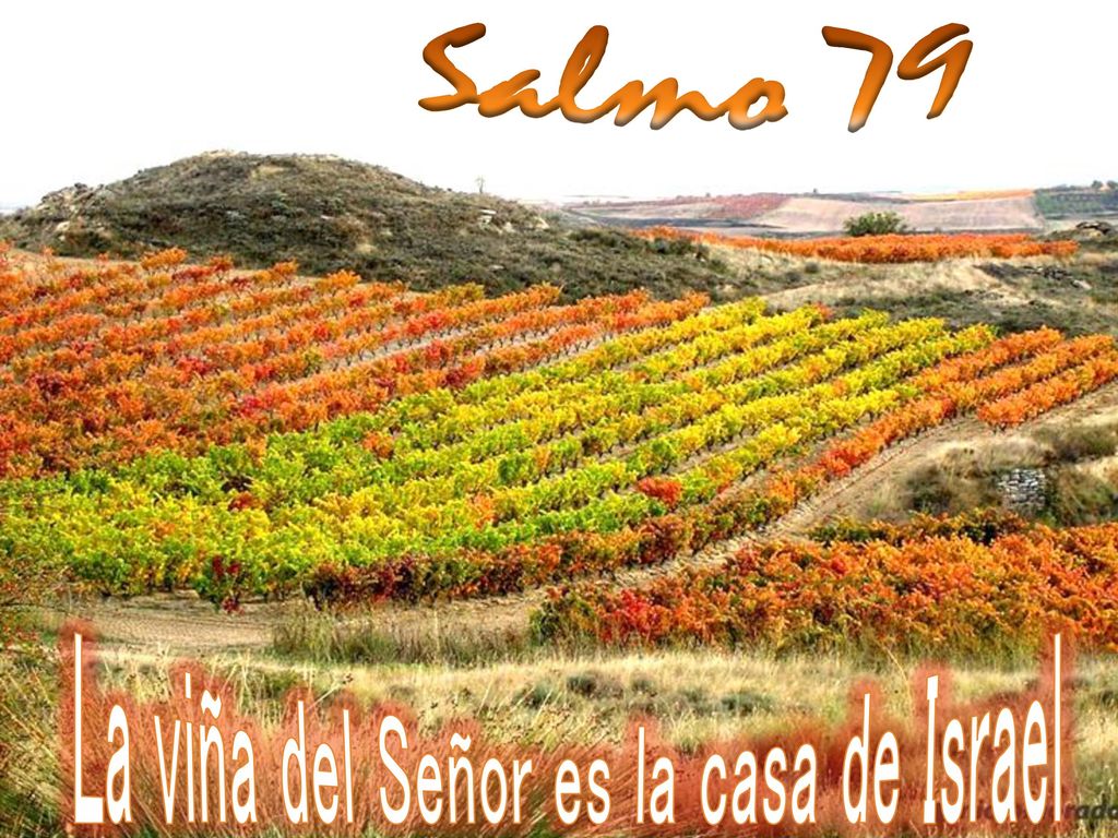Salmo 79 La viña del Señor es la casa de Israel