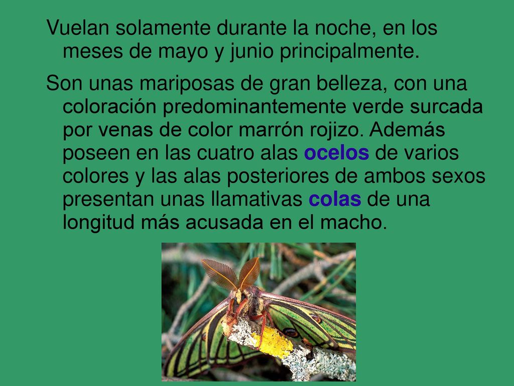 Vuelan solamente durante la noche, en los meses de mayo y junio principalmente.