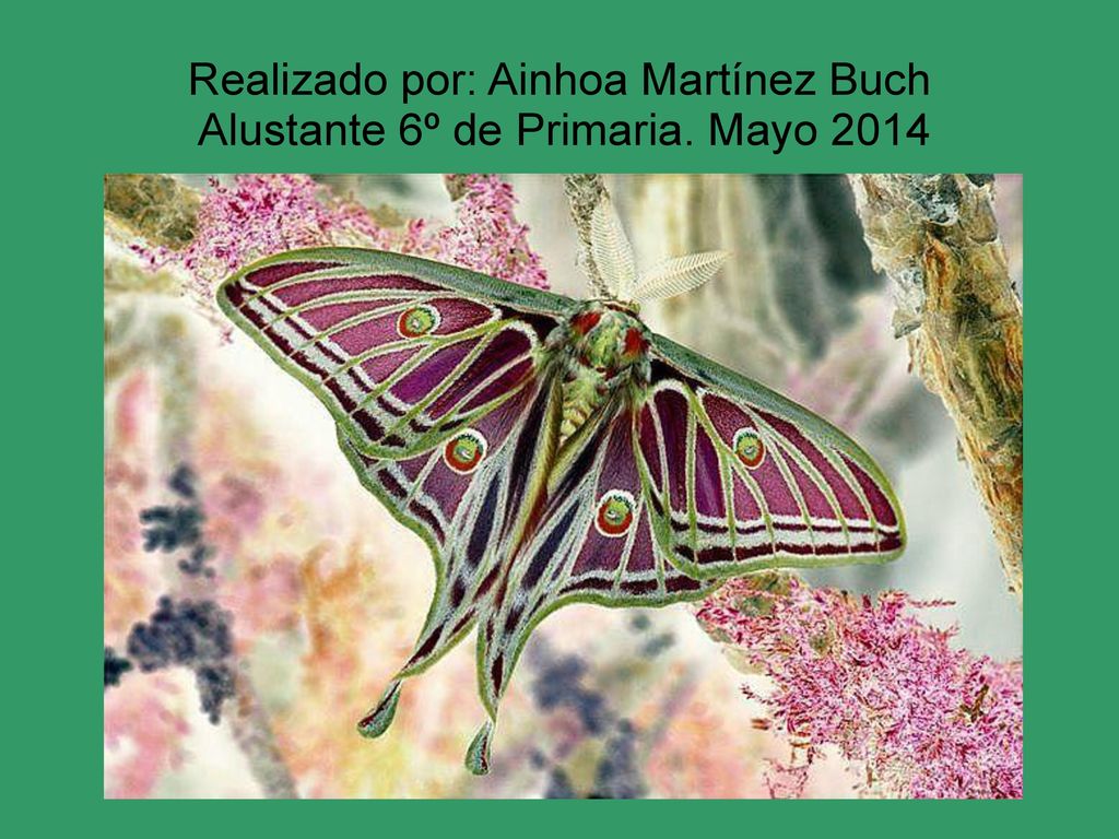 Realizado por: Ainhoa Martínez Buch Alustante 6º de Primaria. Mayo 2014