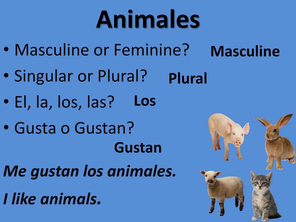 Animales Masculine or Feminine Singular or Plural El, la, los, las