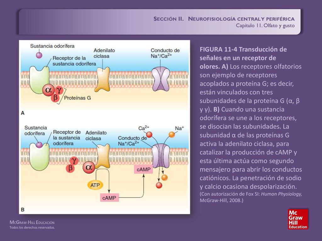 FIGURA 11-4 Transducción de señales en un receptor de