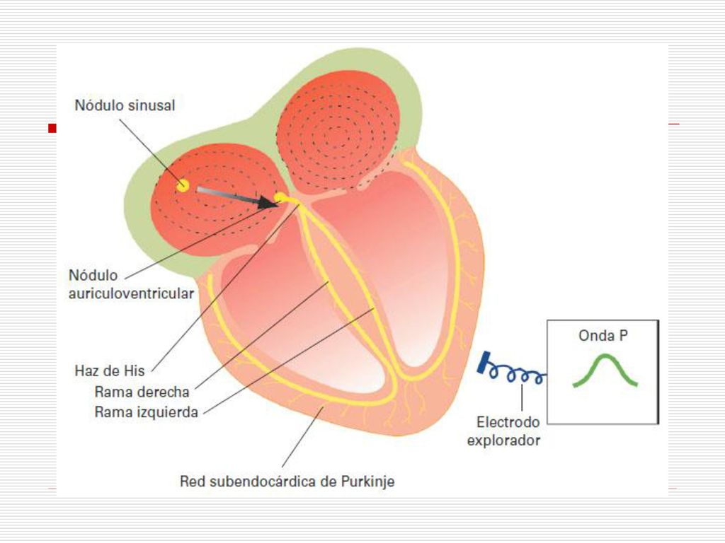 Figura 27-7 Despolarización auricular y génesis de la onda P del ECG