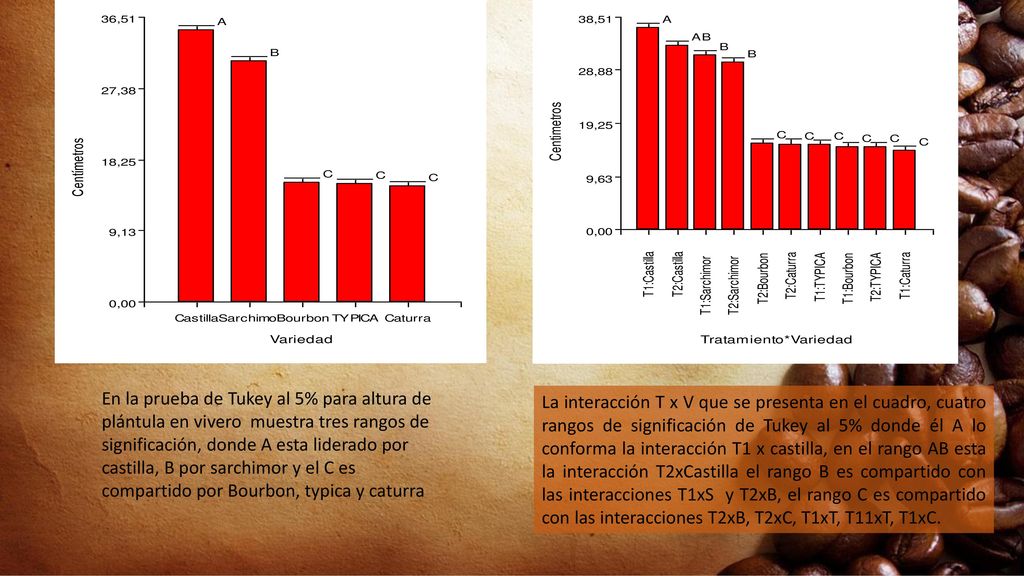En la prueba de Tukey al 5% para altura de plántula en vivero muestra tres rangos de significación, donde A esta liderado por castilla, B por sarchimor y el C es compartido por Bourbon, typica y caturra