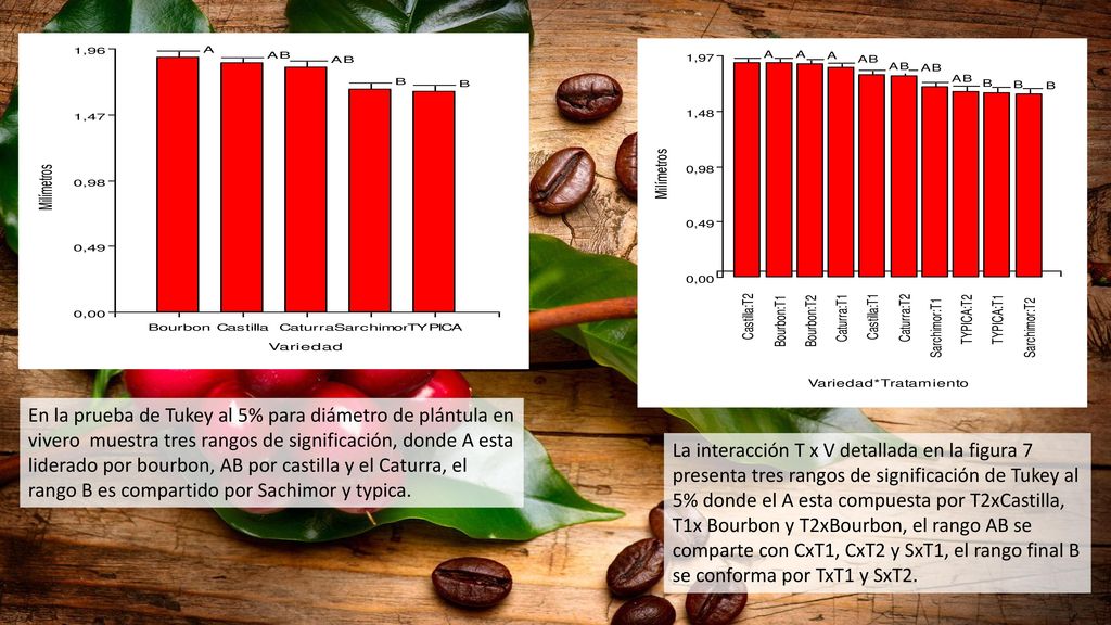 En la prueba de Tukey al 5% para diámetro de plántula en vivero muestra tres rangos de significación, donde A esta liderado por bourbon, AB por castilla y el Caturra, el rango B es compartido por Sachimor y typica.