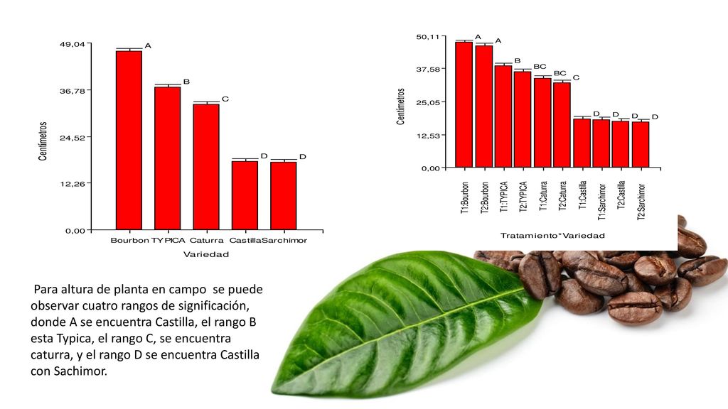 Para altura de planta en campo se puede observar cuatro rangos de significación, donde A se encuentra Castilla, el rango B esta Typica, el rango C, se encuentra caturra, y el rango D se encuentra Castilla con Sachimor.