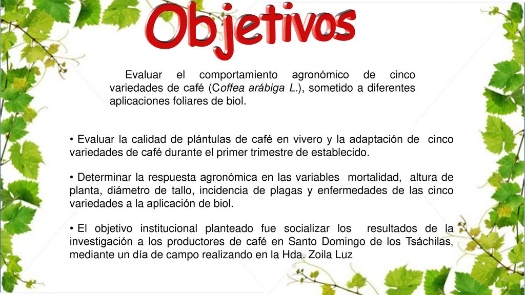 Evaluar el comportamiento agronómico de cinco variedades de café (Coffea arábiga L.), sometido a diferentes aplicaciones foliares de biol.