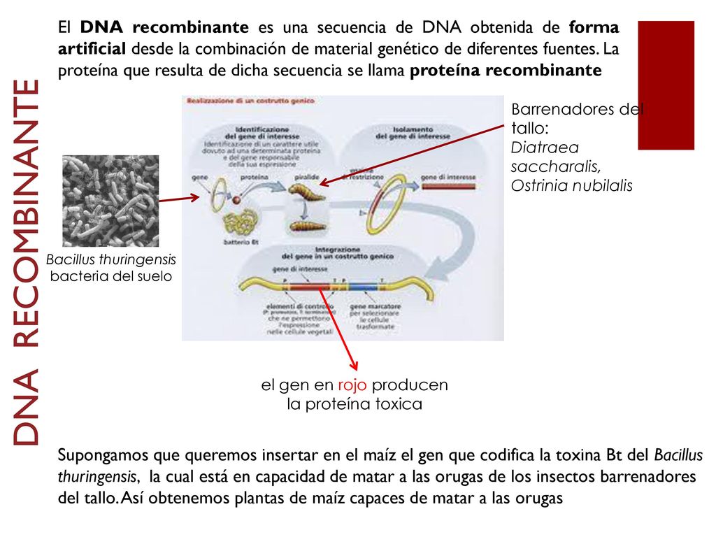 El DNA recombinante es una secuencia de DNA obtenida de forma artificial desde la combinación de material genético de diferentes fuentes. La proteína que resulta de dicha secuencia se llama proteína recombinante