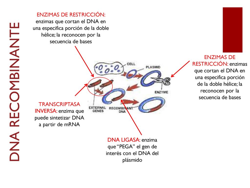 ENZIMAS DE RESTRICCIÓN: enzimas que cortan el DNA en una especifica porción de la doble hélice; la reconocen por la secuencia de bases