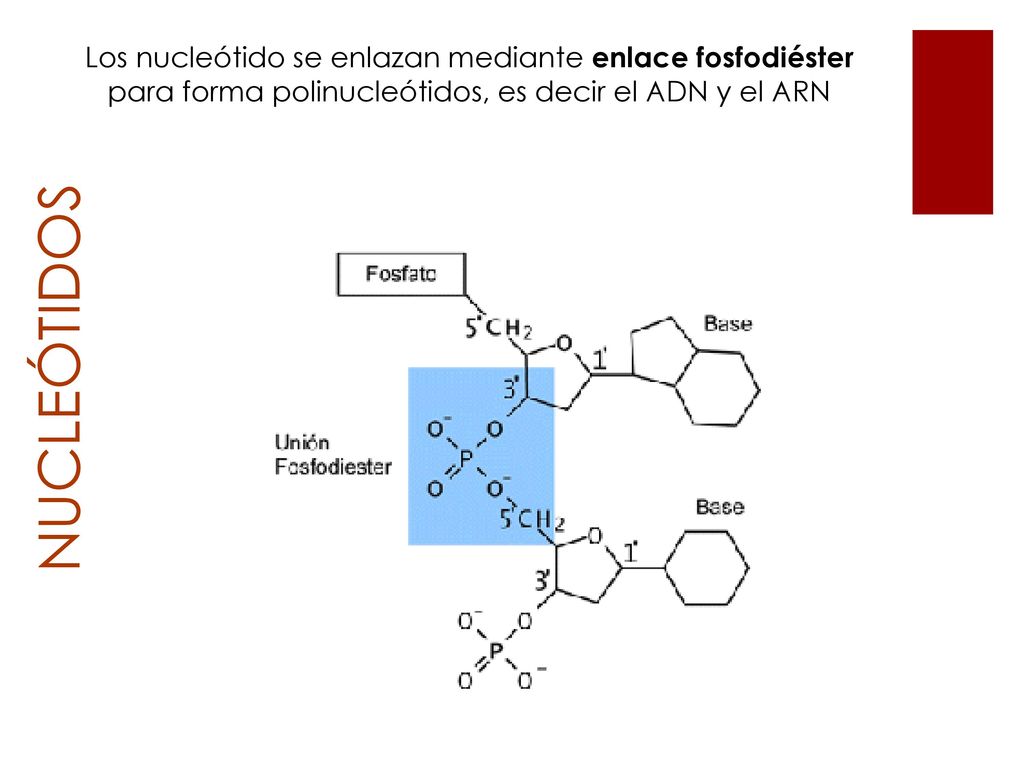 Los nucleótido se enlazan mediante enlace fosfodiéster para forma polinucleótidos, es decir el ADN y el ARN
