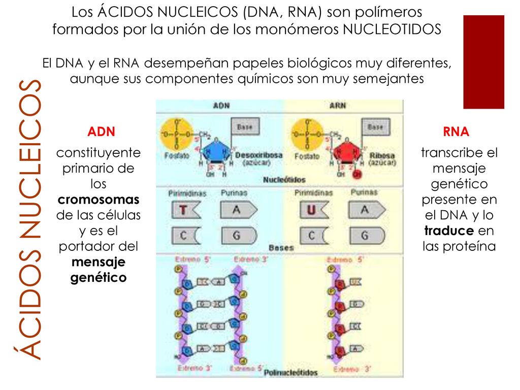Los ÁCIDOS NUCLEICOS (DNA, RNA) son polímeros formados por la unión de los monómeros NUCLEOTIDOS