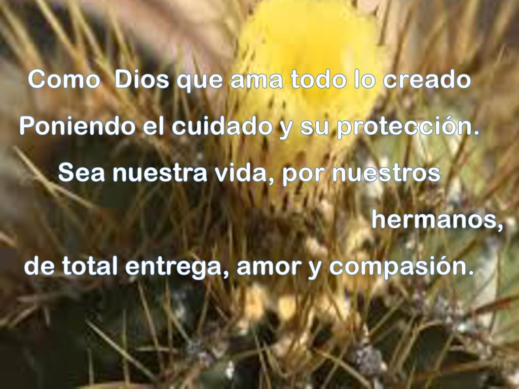 Como Dios que ama todo lo creado Poniendo el cuidado y su protección