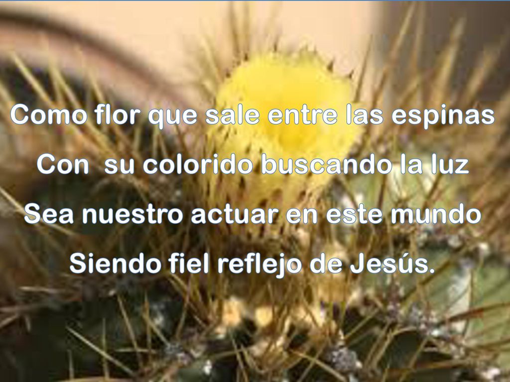 Como flor que sale entre las espinas Con su colorido buscando la luz Sea nuestro actuar en este mundo Siendo fiel reflejo de Jesús.