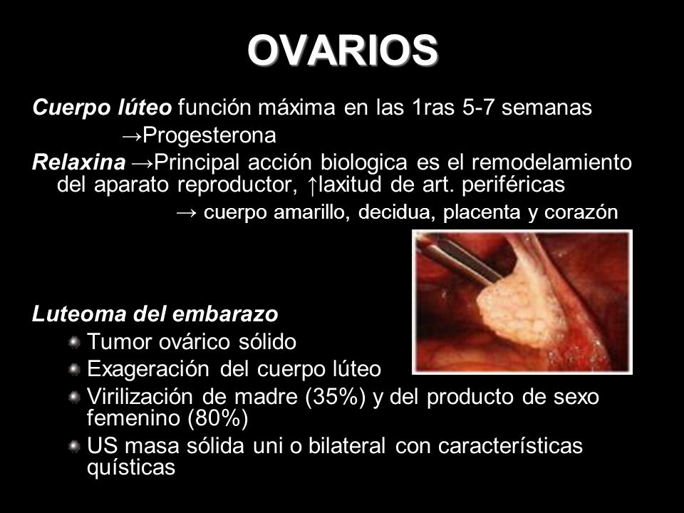 OVARIOS Cuerpo lúteo función máxima en las 1ras 5-7 semanas