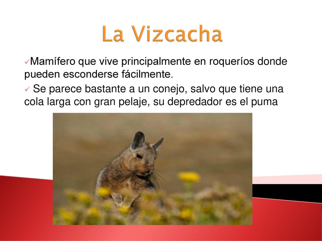La Vizcacha Mamífero que vive principalmente en roqueríos donde pueden esconderse fácilmente.