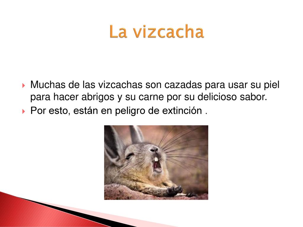 La vizcacha Muchas de las vizcachas son cazadas para usar su piel para hacer abrigos y su carne por su delicioso sabor.
