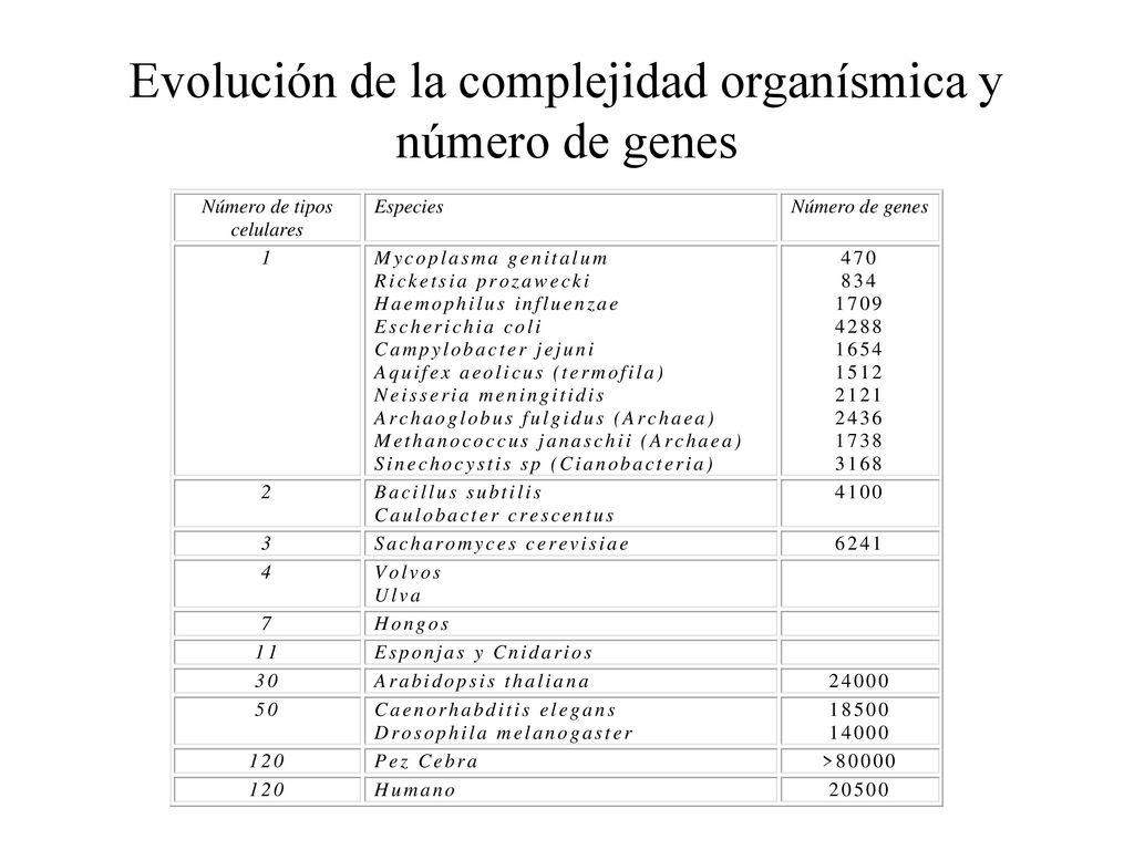 Evolución de la complejidad organísmica y número de genes