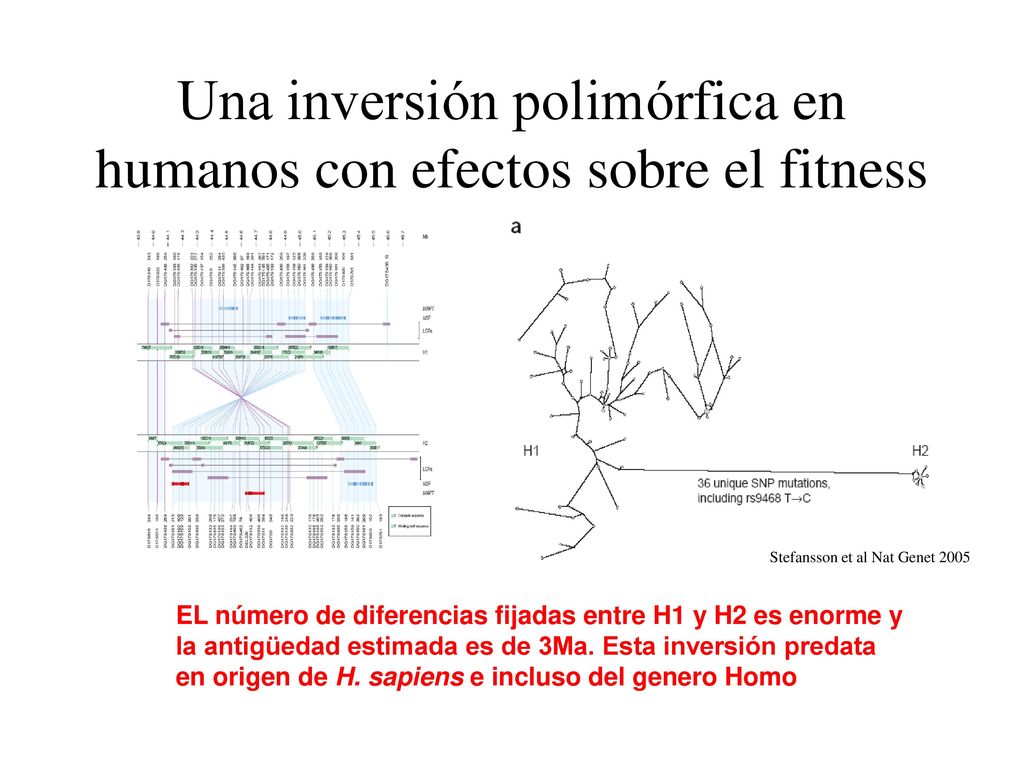 Una inversión polimórfica en humanos con efectos sobre el fitness